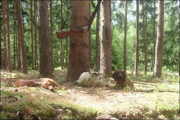 jagdhund-04