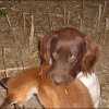 jagdhund-05